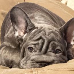 Waverly Hills Sanatorium - Blue female French Bulldog puppy in Deer Park, Texas from Lots of Ropes French Bulldogs