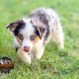 Reign - Blue merle male Miniature American Shepherd puppy in Granbury, Texas from Best Little Aussies