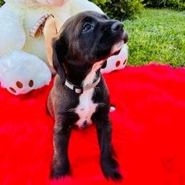 Bear - Black and white male Cocker Spaniel puppy in Santa Ana, California from American Cocker Spaniel