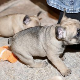 French Bulldog Puppies from Camp Fine Frenchies
