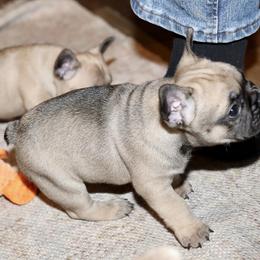 French Bulldog Puppies from Camp Fine Frenchies