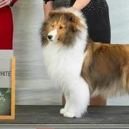 Shetland Sheepdogs from Kyntara Shelties