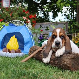 Sailor - Black brown and white male Basset Hound puppy in Pollock, Missouri from Northstar