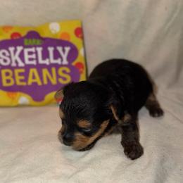 Little Jack - Black and tan male Yorkshire Terrier puppy in Paris, Tennessee from Nolan’s Yorkie Farm