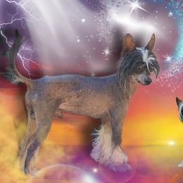 Domino - Chinese Crested
