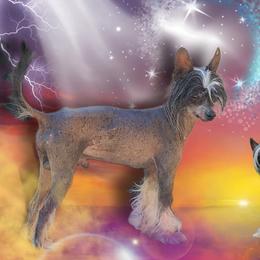 Domino - Chinese Crested