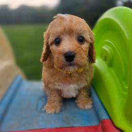 P a u l (Mc C a r t n e y) - male Cavapoochon puppy in Bullard, Texas from Cavapoochon Central LLC