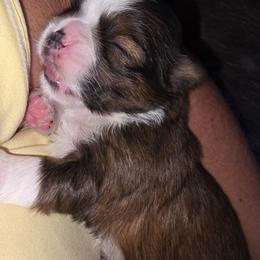 Girl 1 - Brindle and white female Shih Tzu puppy in Rockmart, Georgia from Sonya Garrett