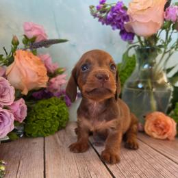 Vaughn - Chocolate and tan male Dachshund puppy in Florence, Arizona from Doxie Town Az