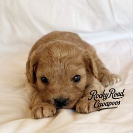 Cherry - Red female Cavapoo puppy in Nashville, Arkansas from Rocky Road Puppies