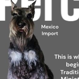 Percy - Miniature Schnauzer