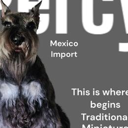 Percy - Miniature Schnauzer
