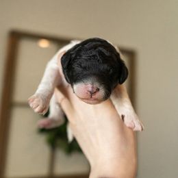 Bernedoodle, Cavapoo, Goldendoodle, and Poodle Puppies from Wasatch Pup