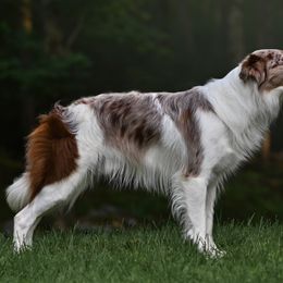 Border Collies from Halie Longobardi BC