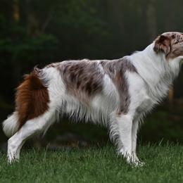 Border Collies from Halie Longobardi BC