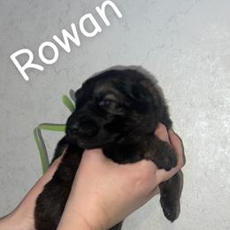 Rowen   Green collar - Sable male German Shepherd puppy in Winterport, Maine from Vom Stevens Old Fashioned German Shepherds