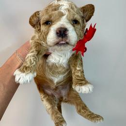 Red Boy - Apricot male Goldendoodle puppy in Hot Springs, Arkansas from Hot Springs Kennels