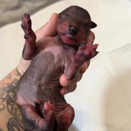 Jumanji - Black male Xoloitzcuintli puppy in Manitowoc, Wisconsin from Wonderland Kennel