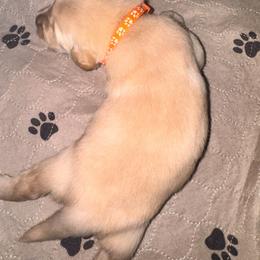Golden Retriever Puppies from Goldilocks Golden Retrievers