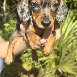 Dachshund Puppies from Branton Family Dachshunds