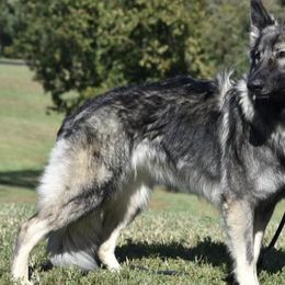 Shiloh Shepherds from Legacy Shilohs