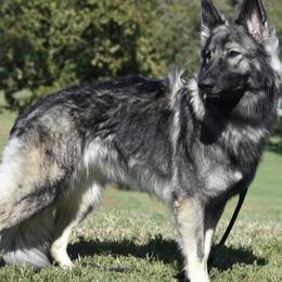 Shiloh Shepherds from Legacy Shilohs