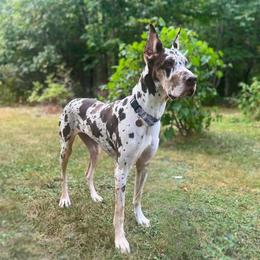 Phae - Great Dane