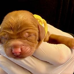 Pavlova - Caramel female Australian Labradoodle puppy in Stanwood, Washington from Victoria Creek Australian Labradoodles