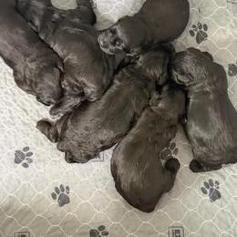 Girl 3 - Black female Giant Schnauzer puppy in Bois D’arc, Missouri from Down Low Kennels