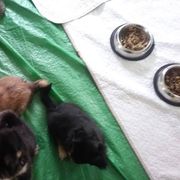 Tibetan Spaniel Puppies from Tina-Rie Tibetan Spaniels