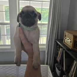 Oliver - Fawn male Pug puppy in Auburn, Kentucky from Prentice Family Pugs