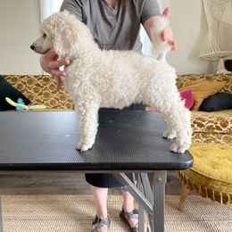 Poodle Puppies from Elysee Standard Poodles