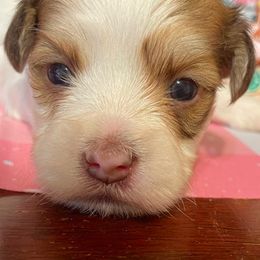 Merry AKC registered - Fawn sable female Havanese puppy in Cochran, Georgia from Dean Supreme