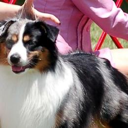 Miniature American Shepherds from Battlefield Australian Shepherds and Miniature American Shepherds