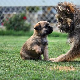 Brussels Griffon All Grown Up from Griffs & Giggles Ranch - The Cortez Family