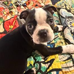 Spot - Black and white male Boston Terrier puppy in Mc Donough, Georgia from Boston Babies