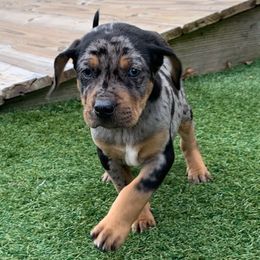 Boy 5 - Blue merle male Catahoula Leopard Dog puppy in Gadsden, Alabama from Rich Cat’s