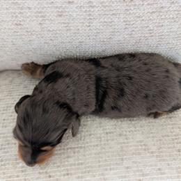 Sissy - Dapple female Dachshund puppy in Barnard, Missouri from KB Doxies