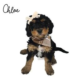 Chloe - Tri-color female Bernedoodle puppy in Crawfordsville, Indiana from Winding Creek Ranch Doodles