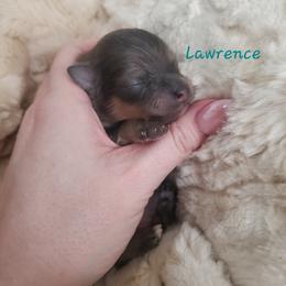Lawrence - Blue sable male Pomeranian puppy in Saint Charles, Missouri from Bisous Pomeranians & Heartland Sh