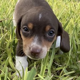 Dachshunds from Devine Low Riders