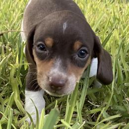 Dachshunds from Devine Low Riders