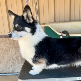 Pembroke Welsh Corgi puppies from Kalypso Corgis