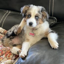 Miniature Australian Shepherd, Shih Tzu, and Toy Australian Shepherd Puppies from River Springs Aussies