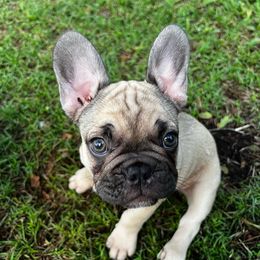French Bulldog Puppies from Kuumaka Kanines