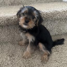 Morkie Puppies from Morkie