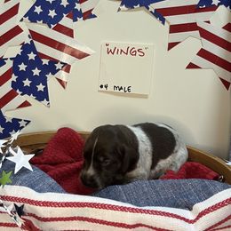 Wings - Liver roan male German Shorthaired Pointer puppy in Mineral, Virginia from Blue Kai Kennels