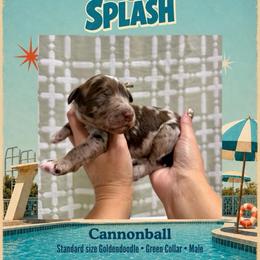 Cannonball - Dallas TX - 4,000 - Chocolate male Goldendoodle puppy in Garland, Texas from Twilight Doodles