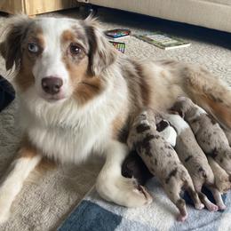 Miniature American Shepherd and Miniature Australian Shepherd Puppies from Husker Mini Aussies