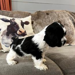 Cocker Spaniel Puppies from Anastasia Knight's Cocker Spaniels